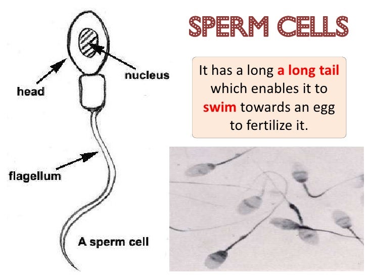 Sperm cell tissues Femdom movie bdsm